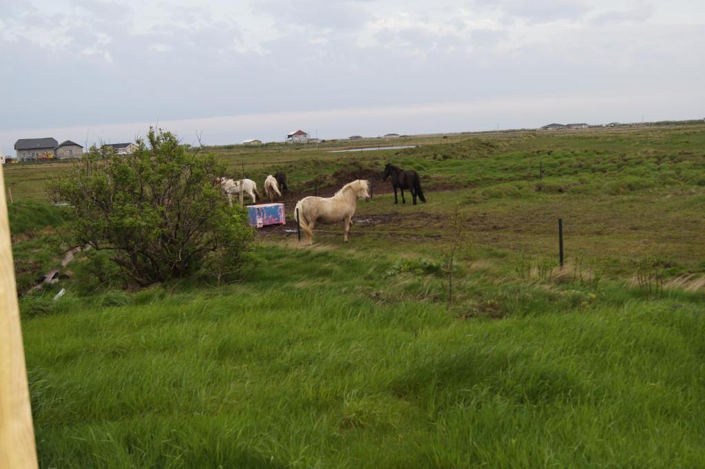 Guesthouse Nordheimar Selfoss Eksteriør billede